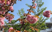复课是防疫工作真正的开始——开学第一课暨2020春季学期开学典礼
